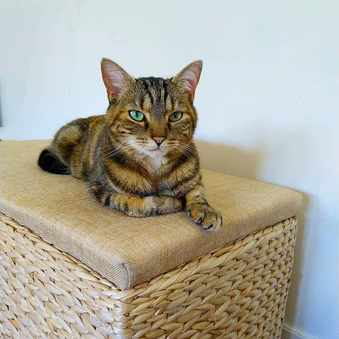 Olivia participe au concours pour gagner de l'argent avec cette photo : aegean_cat, american_shorthair, arabian_mau, asian, australian_mist, bengal, carnivore, cat, domestic_short_haired_cat, dragon_li, european_shorthair, felidae, kitten, mammal, ocicat, small_to_medium_sized_cats, tabby_cat, toyger, whiskers, wicker