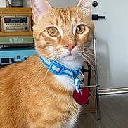 Sunshine joined the competition — help win amazing prizes! cat, orange_tabby, collar, indoor, pet, animal, feline, whiskers, ears, eyes, floor, door, vintage_radio, furniture, home, domestic, cute, portrait, sitting, closeup