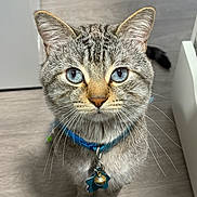 Snowflake joined the competition — help win amazing prizes! cat, blue_eyes, collar, bell, indoor, floor, pet, animal, portrait, close_up, curious, feline, whiskers, tabby, domestic_cat, looking, sitting, cute, fur, ears