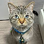 cat, blue_eyes, collar, bell, indoor, floor, pet, animal, portrait, close_up, curious, feline, whiskers, tabby, domestic_cat, looking, sitting, cute, fur, ears