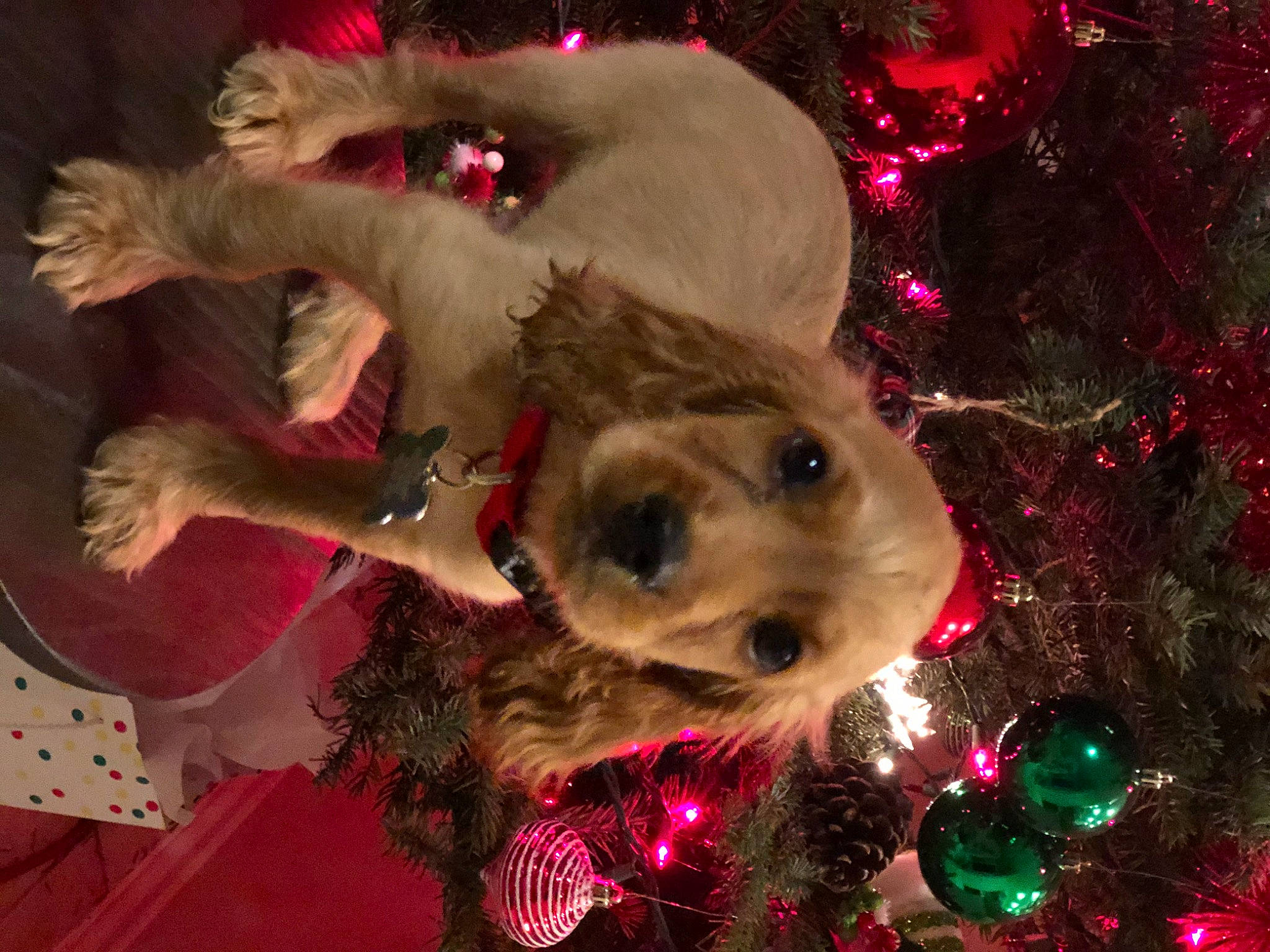 Sven joined the competition — help win amazing prizes! christmas, christmas_decoration, christmas_eve, christmas_ornament, christmas_tree, conifer, costume_accessory, costume_hat, dog_breed, event, fur, holiday, holiday_ornament, natural_material, ornament, snout, stuffed_toy, sun_hat, teddy_bear, toy