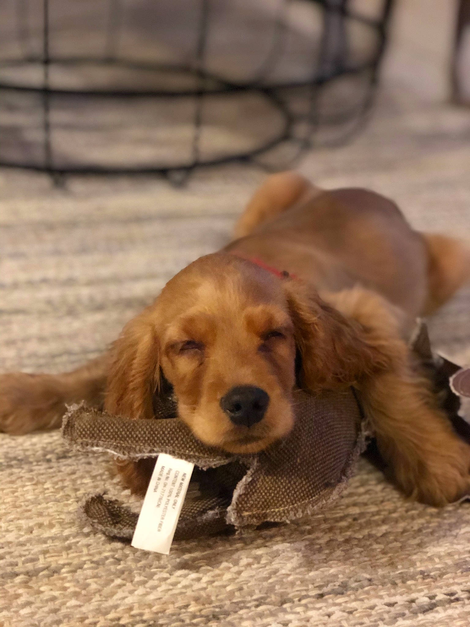 Sven is registered to the contest to win money with this photo: beige, brown, canidae, carnivore, collar, companion_dog, dog, dog_breed, dog_collar, dog_supply, fawn, fur, liver, pet_supply, snout, sporting_group, tan, terrestrial_animal, toy, working_animal