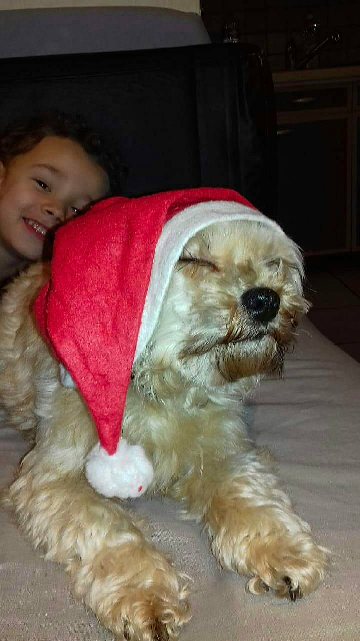 Zoë participe au concours pour gagner de l'argent avec cette photo : bolonka, canidae, carnivore, cockapoo, companion_dog, dog, dog_breed, dog_clothes, fur, irish_soft_coated_wheaten_terrier, lhasa_apso, maltepoo, maltese, person, puppy_love, rare_breed_dog, schnoodle, shih_tzu, sporting_group, terrier