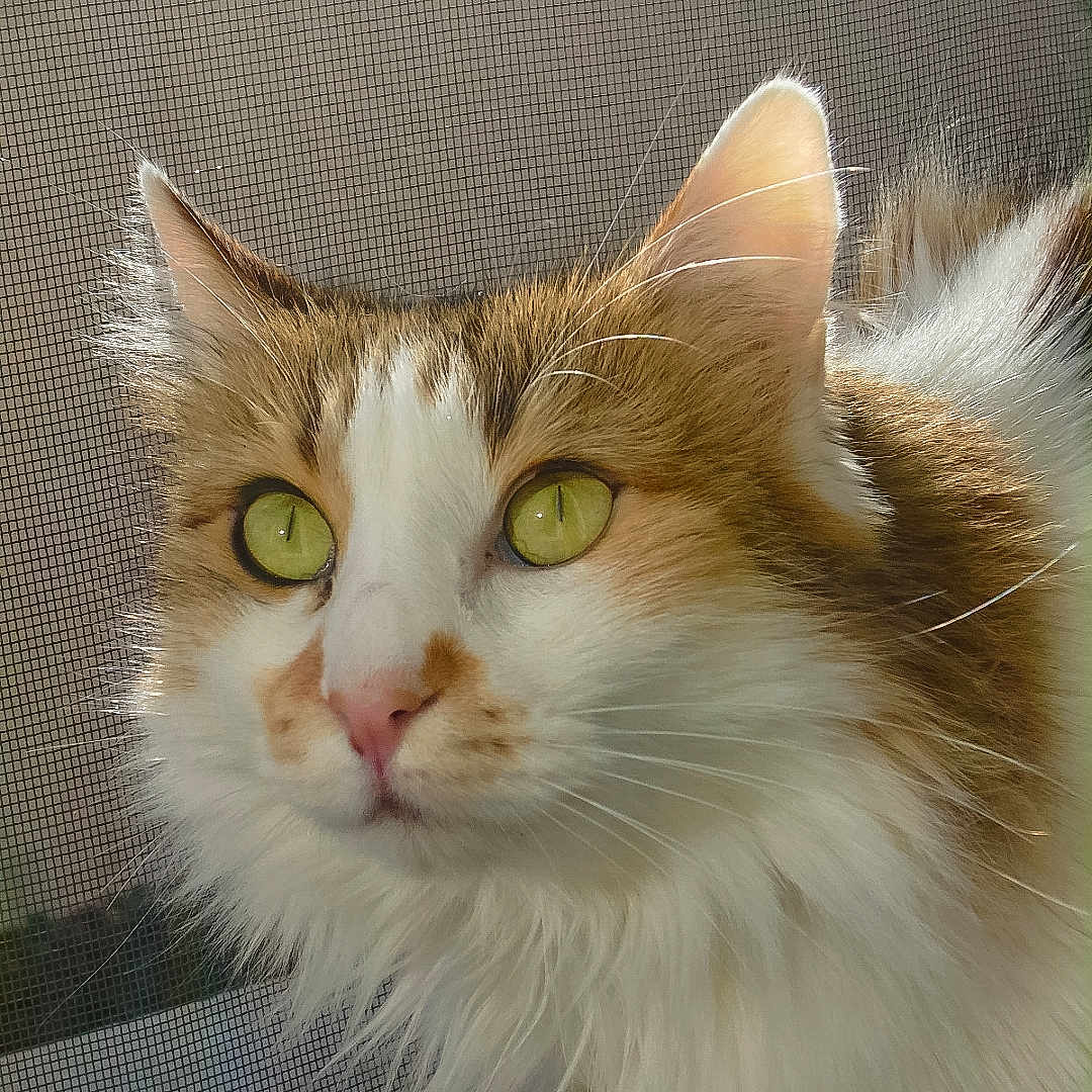 Romy participe au concours pour gagner de l'argent avec cette photo : cat, fluffy, green_eyes, window, screen, whiskers, sunlight, fur, pet, close_up, animal, domestic_cat, curious, portrait, face, ears, nose, indoor, feline, soft