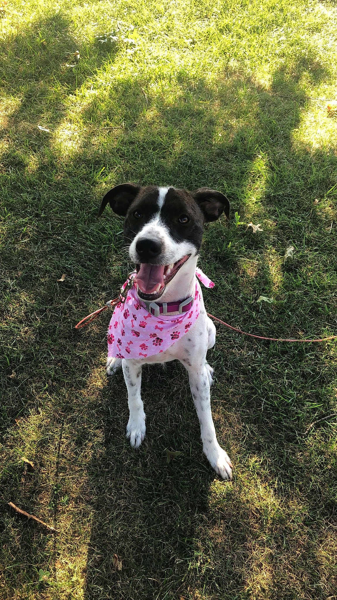 Sage Rose