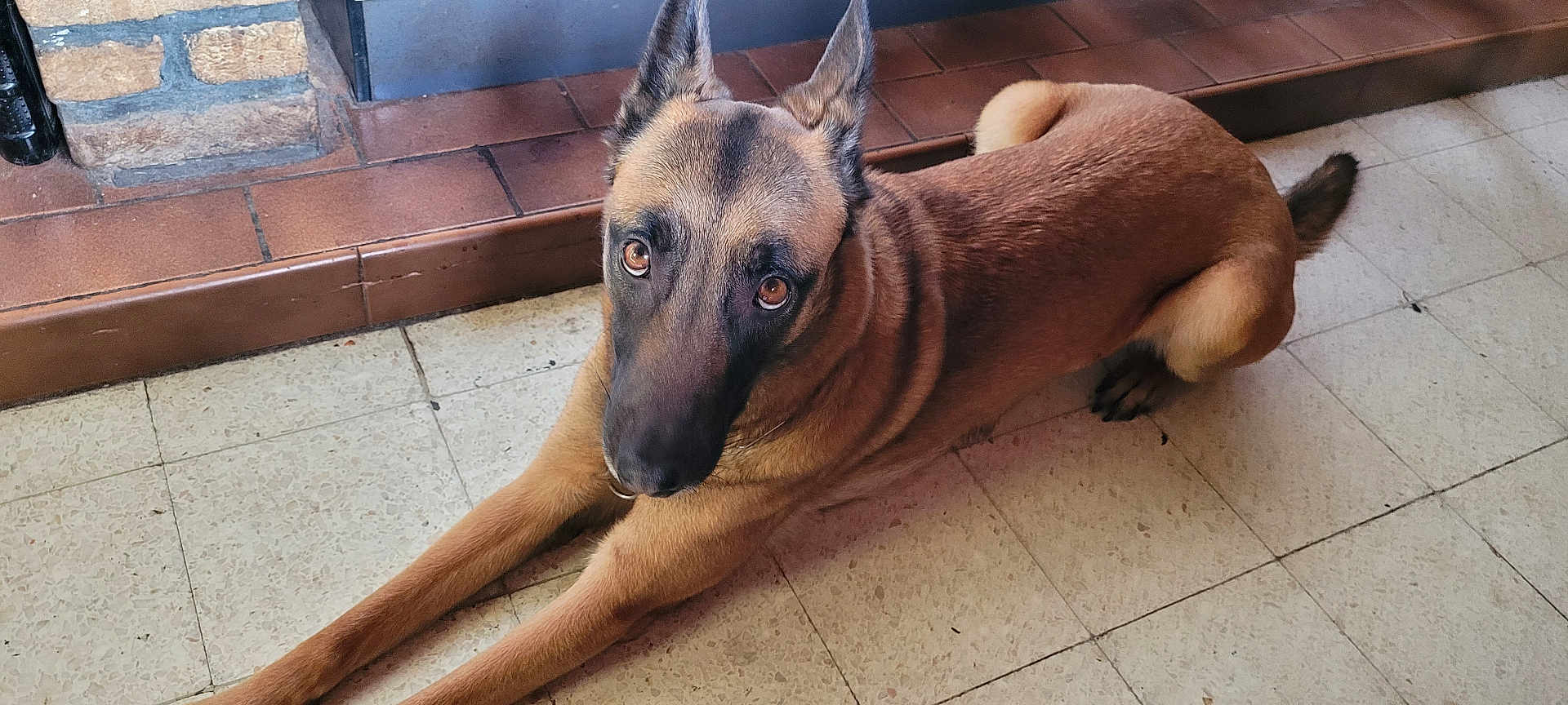 Xena participe au concours pour gagner de l'argent avec cette photo : dog, canine, pet, brown_fur, indoor, floor, tile_floor, resting, stretching, ears_up, looking_up, animal, mammal, companion, domestic_animal, house, curious, calm, close_up, portrait