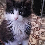 Sora participe au concours pour gagner de l'argent avec cette photo : aegean_cat, carnivoran, cat, cat_like_mammal, domestic_long_haired_cat, domestic_short_haired_cat, european_shorthair, fur, kitten, maine_coon, norwegian_forest_cat, ragamuffin, small_to_medium_sized_cats, snout, turkish_angora, vertebrate, whiskers