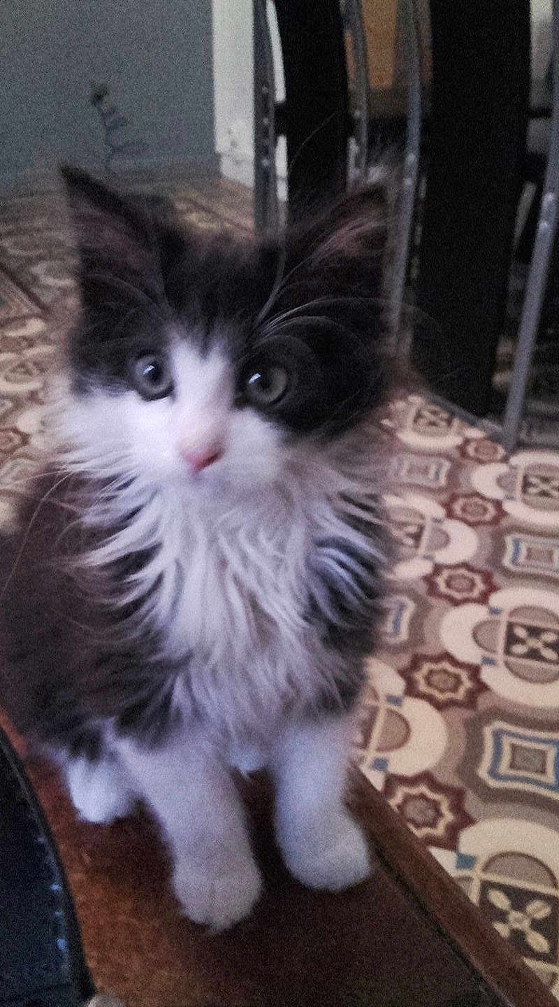 Sora