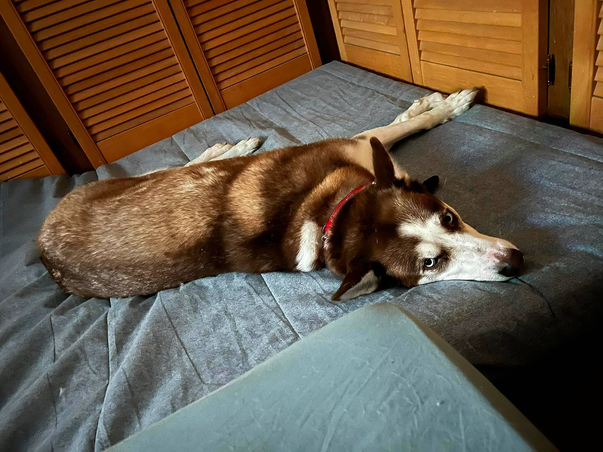 Akina a rejoint le concours — aidez-le/la à gagner de superbes lots ! cabinetry, carnivore, chest_of_drawers, comfort, companion_dog, dog, dog_breed, dog_supply, door, fawn, felidae, flooring, fur, hardwood, small_to_medium_sized_cats, snout, whiskers, wood, wood_stain, working_animal