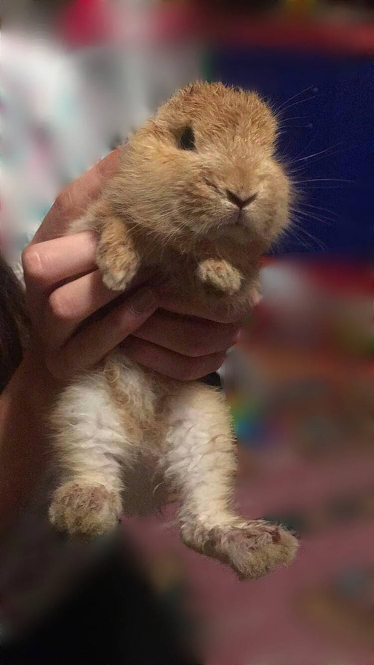 Happy a rejoint le concours — aidez-le/la à gagner de superbes lots ! adaptation, arizona_black_tailed_prairie_dog, beaver, fare, fawn, gerbil, groundhog_day, hamster, mammal, marmot, organism, prairie_dog, rodent, skin, snout, whiskers