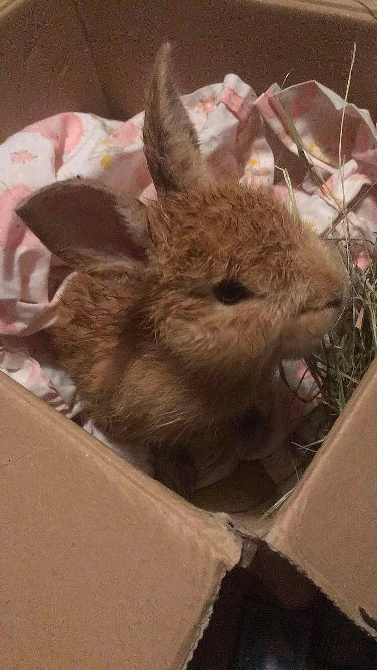 Happy participe au concours pour gagner de l'argent avec cette photo : degu, fawn, hare, mammal, rabbit, rabbits_and_hares, rodent, whiskers