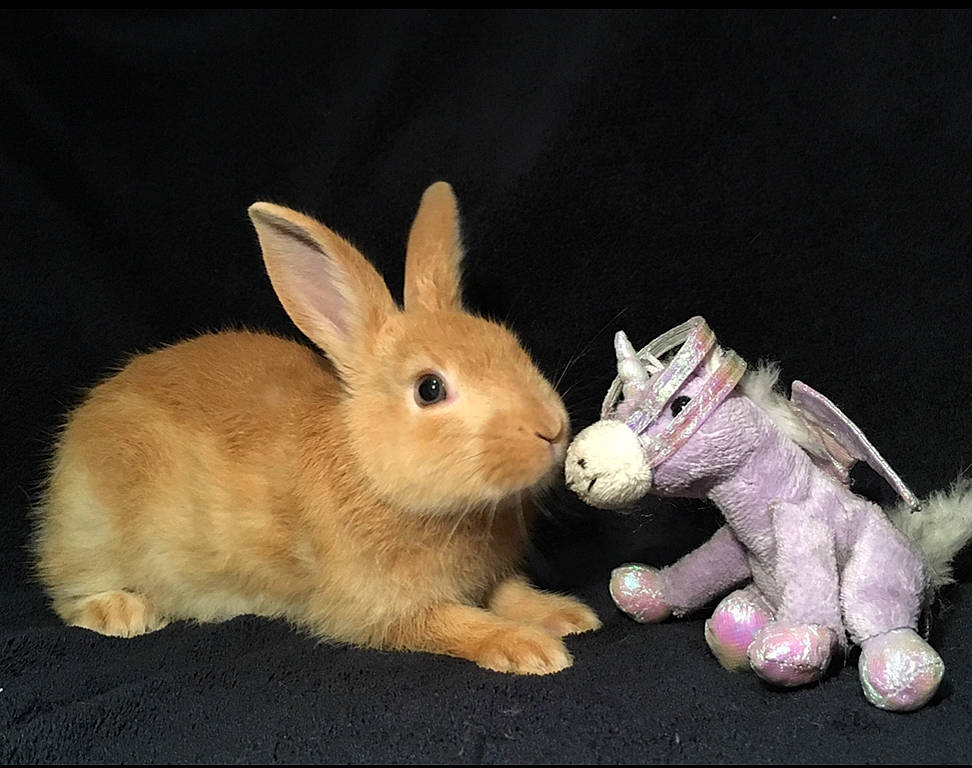 Happy a rejoint le concours — aidez-le/la à gagner de superbes lots ! animal_figure, domestic_rabbit, ear, fawn, hare, mammal, organism, rabbit, rabbits_and_hares, snowshoe_hare, toy, vertebrate, whiskers, wood_rabbit