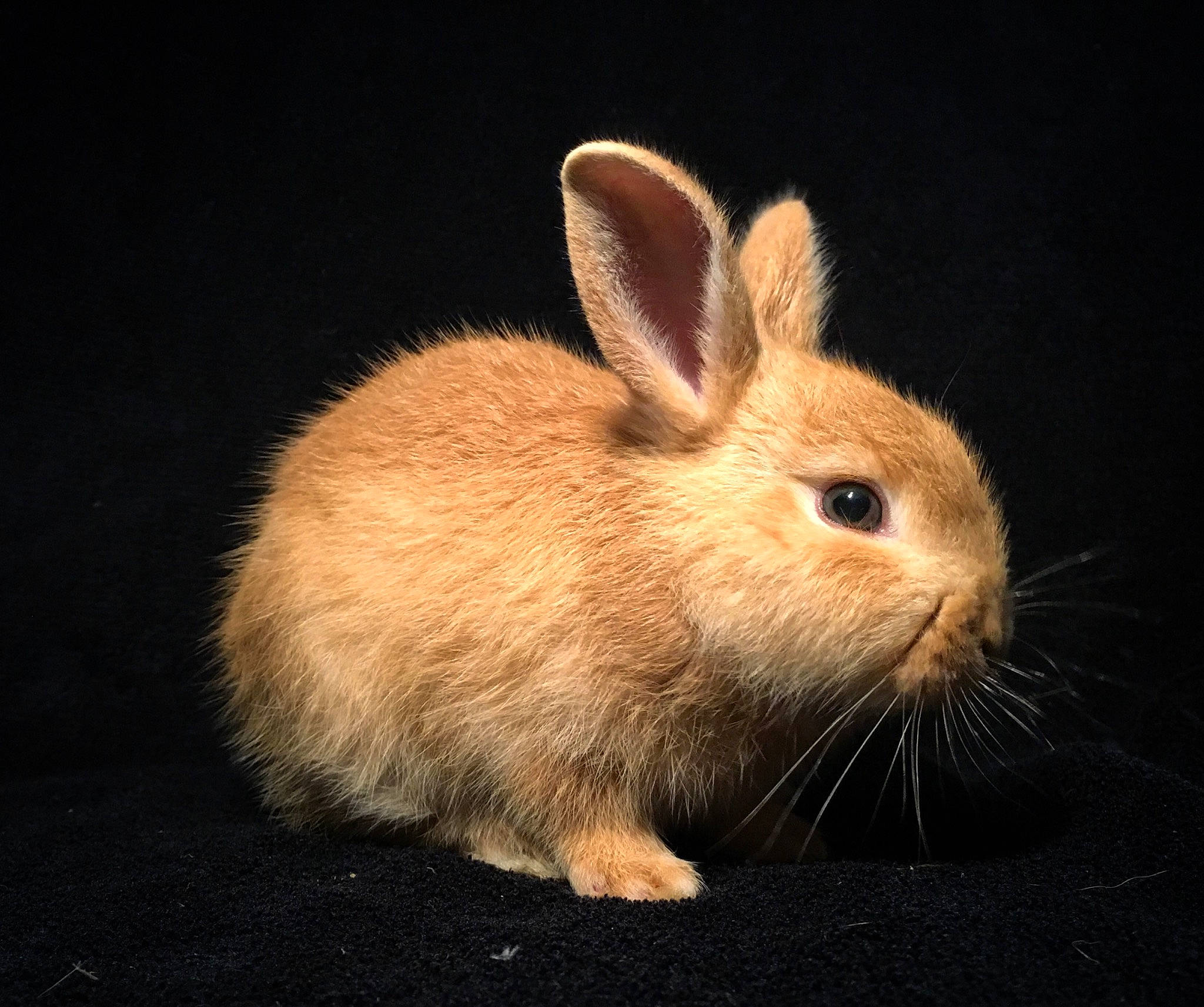 Happy a rejoint le concours — aidez-le/la à gagner de superbes lots ! audubons_cottontail, domestic_rabbit, ear, fawn, fur, hare, lower_keys_marsh_rabbit, mammal, mountain_cottontail, organism, rabbit, rabbits_and_hares, snowshoe_hare, vertebrate, whiskers, wildlife, wood_rabbit