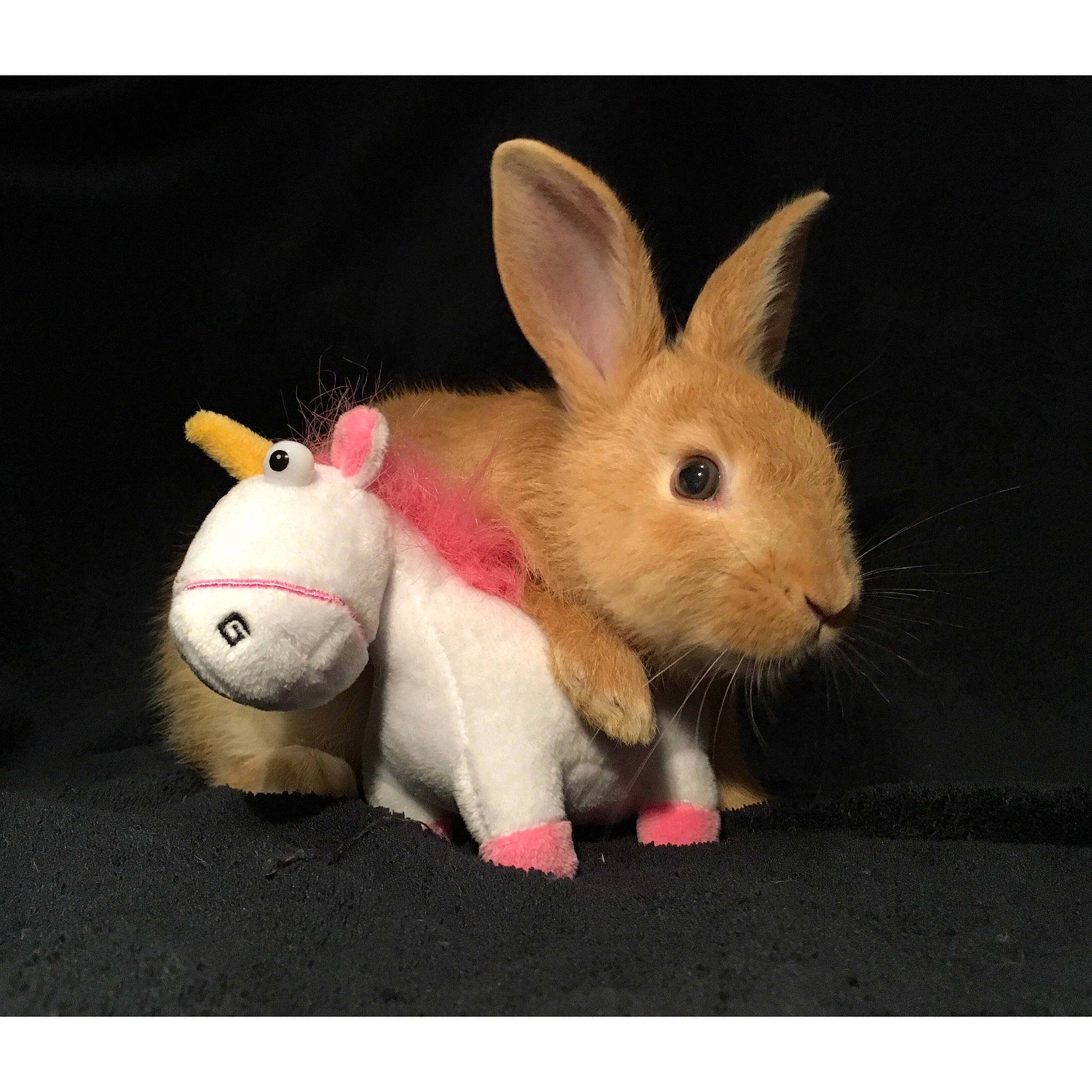 Happy a rejoint le concours — aidez-le/la à gagner de superbes lots ! animal_figure, beige, domestic_rabbit, ear, fawn, fur, hare, plush, rabbit, rabbits_and_hares, skin, snout, tail, toy, whiskers, wood_rabbit