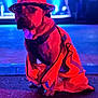 Olympe a rejoint le concours — aidez-le/la à gagner de superbes lots ! dog, hat, orange_vest, reflective_clothing, sitting, night, colorful_lighting, blue_light, red_light, portrait, animal, street, pavement, canine, fashion, costume, urban, closeup, pet, accessory