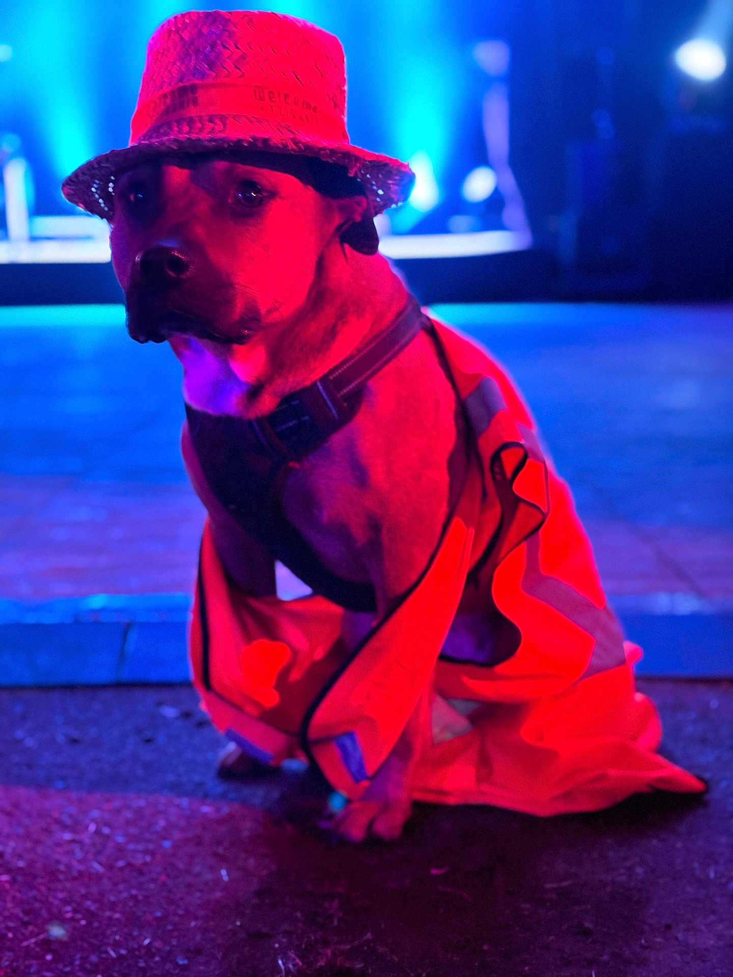 Olympe a rejoint le concours — aidez-le/la à gagner de superbes lots ! dog, hat, orange_vest, reflective_clothing, sitting, night, colorful_lighting, blue_light, red_light, portrait, animal, street, pavement, canine, fashion, costume, urban, closeup, pet, accessory