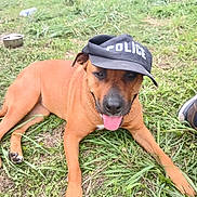 Olympe a rejoint le concours — aidez-le/la à gagner de superbes lots ! dog, brown_dog, grass, outdoor, hat, cap, police, tongue_out, pet, animal, playful, relaxed, nature, canine, muzzle, paw, snout, ears, sitting, daylight