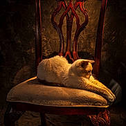 Candy joined the competition — help win amazing prizes! animal, carved_wood, cat, chair, cozy, cream_colored_cat, fabric, furniture, indoor, ornate, pet, relaxation, shadow, still_life, stretching, texture, upholstery, vintage, warm_lighting, wood