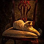 animal, carved_wood, cat, chair, cozy, cream_colored_cat, fabric, furniture, indoor, ornate, pet, relaxation, shadow, still_life, stretching, texture, upholstery, vintage, warm_lighting, wood