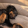dog, black_and_tan, small_dog, lying_down, upside_down, relaxed, sleepy, smiling, teeth, floppy_ears, fur, pet, couch, blanket, indoors, sunlight, window_shadow, cozy, portrait, funny