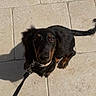 Bunny a rejoint le concours — aidez-le/la à gagner de superbes lots ! dog, black_dog, tan_markings, long_hair, floppy_ears, brown_eyes, leash, collar, pet, animal, sitting, outdoor, sunlight, tile_floor, shadow, close_up, portrait, looking_at_camera, cute, companion