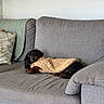 Bunny a rejoint le concours — aidez-le/la à gagner de superbes lots ! dog, dachshund, black_and_tan, long_hair, pet, animal, face, eyes, paws, blanket, knitted_blanket, sofa, couch, living_room, home, indoor, cozy, cushion, relaxing, portrait