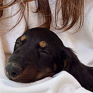 Bunny a rejoint le concours — aidez-le/la à gagner de superbes lots ! puppy, dog, sleeping, black_and_tan, close_up, pet, animal, cozy, white_fabric, cradled, peaceful, closed_eyes, snout, floppy_ears, fur, indoors, chair, person, portrait, cute