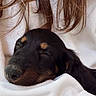 puppy, dog, sleeping, black_and_tan, close_up, pet, animal, cozy, white_fabric, cradled, peaceful, closed_eyes, snout, floppy_ears, fur, indoors, chair, person, portrait, cute