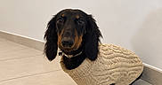 Bunny participe au concours pour gagner de l'argent avec cette photo : dog, dachshund, pet, animal, sweater, clothing, long_hair, black_and_tan, sitting, portrait, indoors, tile_floor, wall, home, collar, ears, eyes, paws, cute, fashion
