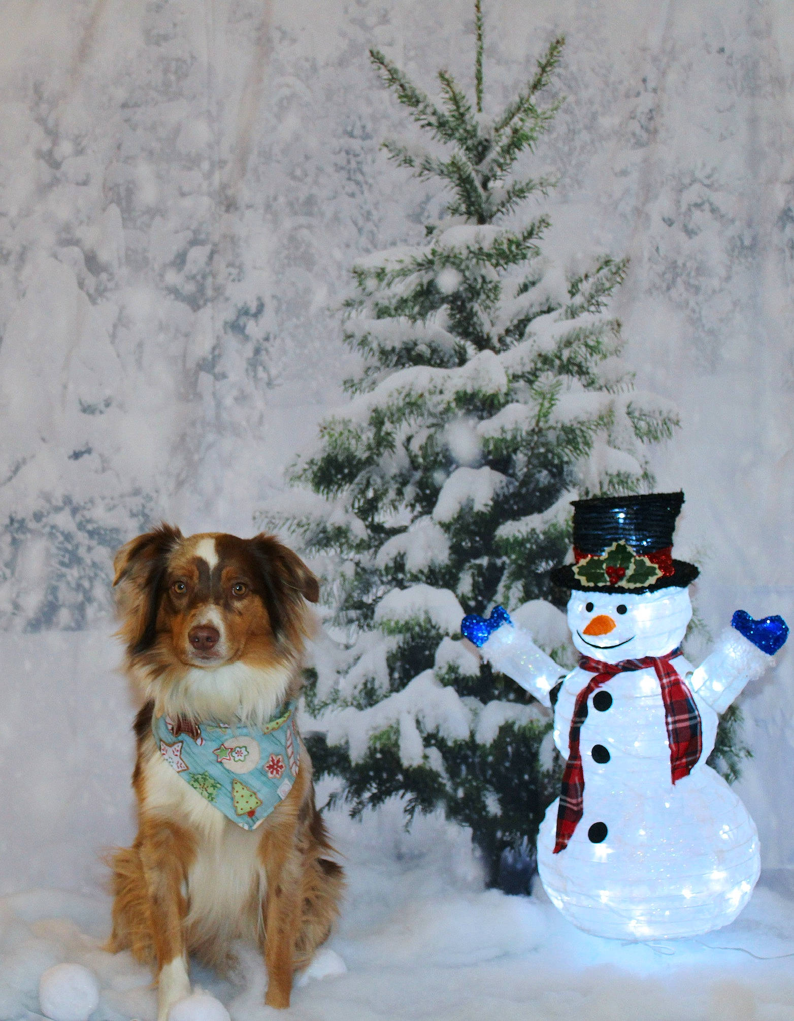 Koe joined the competition — help win amazing prizes! canidae, carnivore, christmas, christmas_decoration, companion_dog, conifer, dog, dog_breed, fawn, freezing, fur, holiday, liver, pine_family, snout, snow, snowman, sporting_group, winter, working_animal