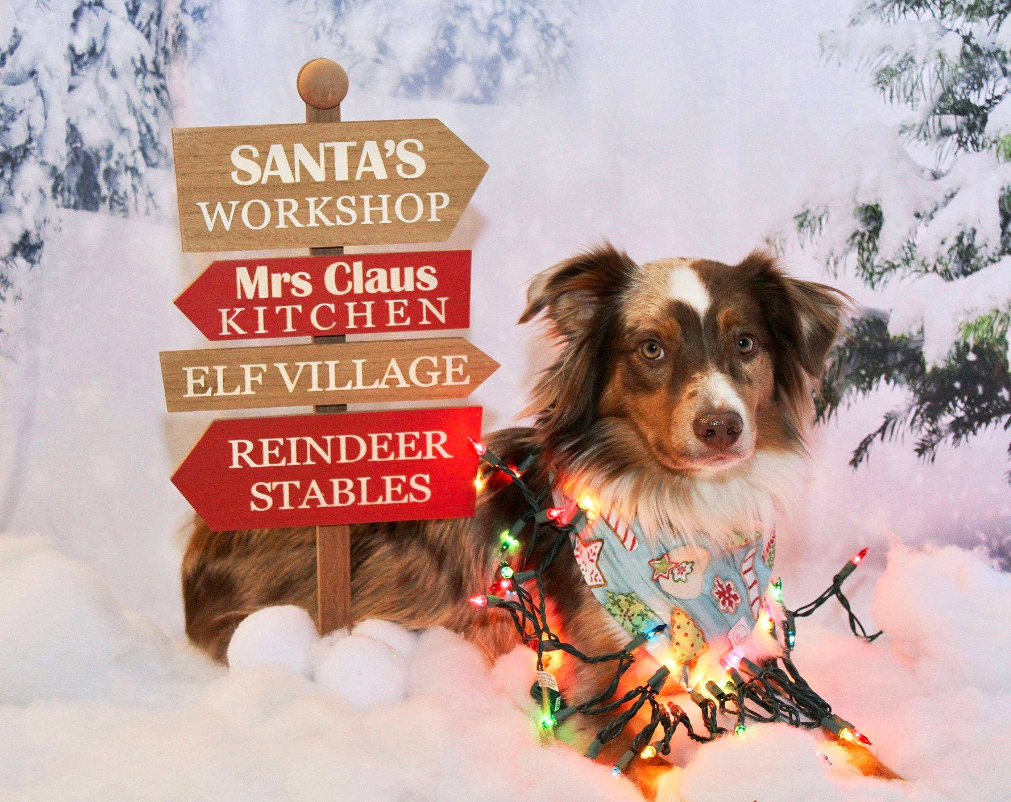 Koe is registered to the contest to win money with this photo: australian_collie, australian_shepherd, canidae, carnivore, companion_dog, conifer, dog, dog_breed, dog_supply, freezing, fur, herding_dog, miniature_australian_shepherd, poster, snout, snow, sporting_group, winter, working_animal, working_dog