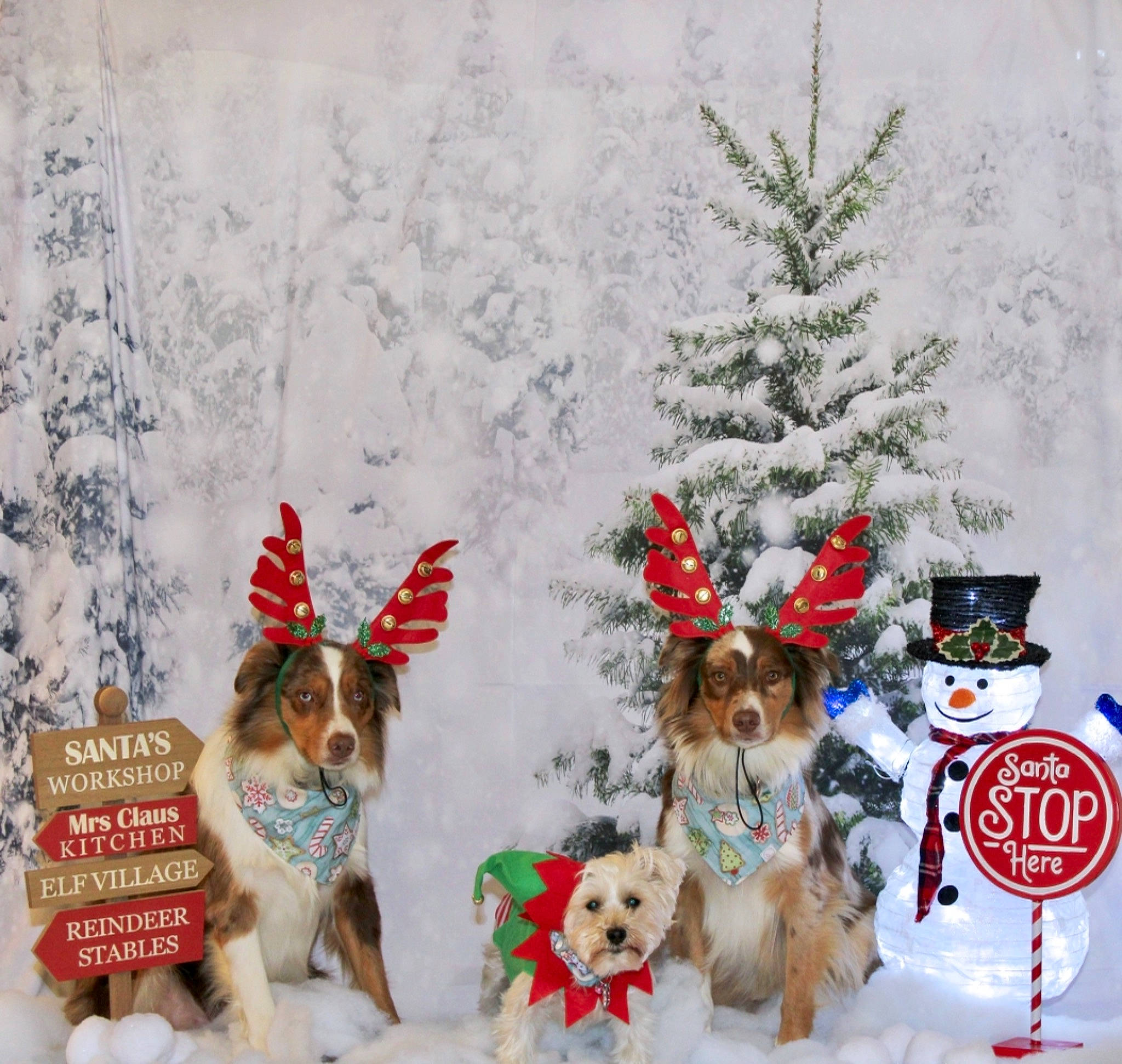 Koe joined the competition — help win amazing prizes! canidae, carnivore, christmas, christmas_decoration, christmas_eve, companion_dog, conifer, costume_accessory, costume_hat, dog, dog_breed, dog_clothes, dog_supply, fictional_character, holiday, pet_supply, snow, sporting_group, toy, winter