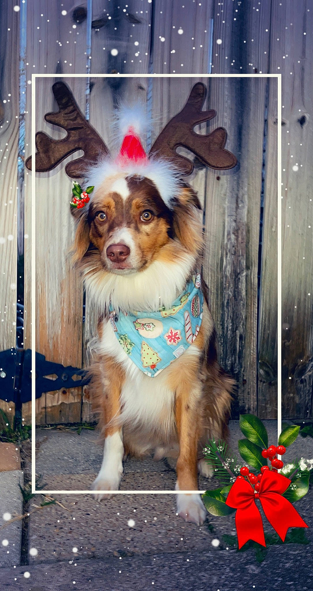 Koe joined the competition — help win amazing prizes! canidae, carnivore, christmas_decoration, collar, companion_dog, cut_flowers, dog, dog_breed, dog_supply, fawn, floral_design, flower_arranging, fur, herding_dog, pet_supply, rose, sporting_group, whiskers, working_animal, working_dog
