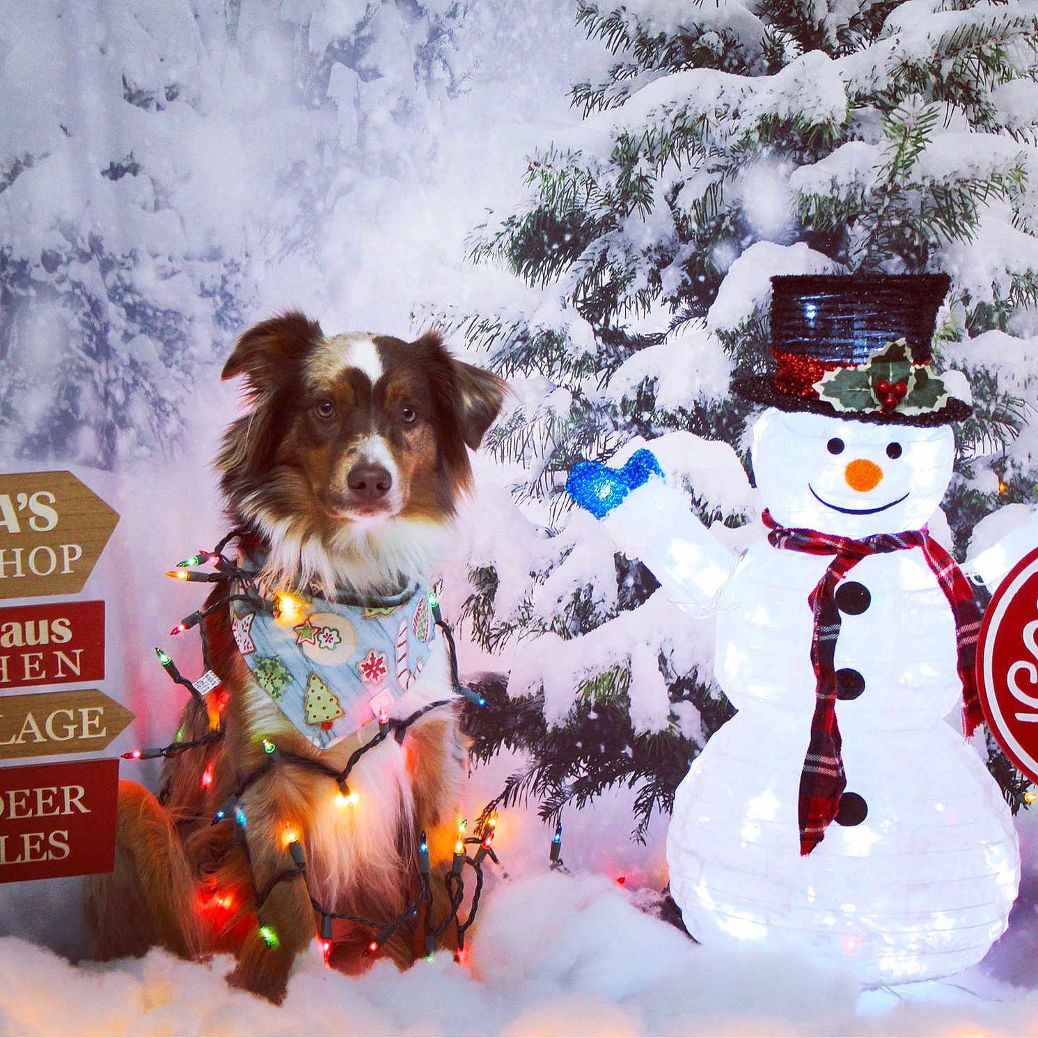 Koe is registered to the contest to win money with this photo: canidae, carnivore, christmas, companion_dog, conifer, dog, dog_breed, fir, freezing, frost, herding_dog, holiday, playing_in_the_snow, precipitation, snow, snowman, sporting_group, winter, working_animal, working_dog