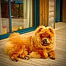 animal, canine, chow_chow, companion, curtain, dog, door, fluffy, fur, glass_reflection, outdoor, paw, pet, playful, relaxing, sunlight, tongue, tongue_out, wooden_deck, wooden_house