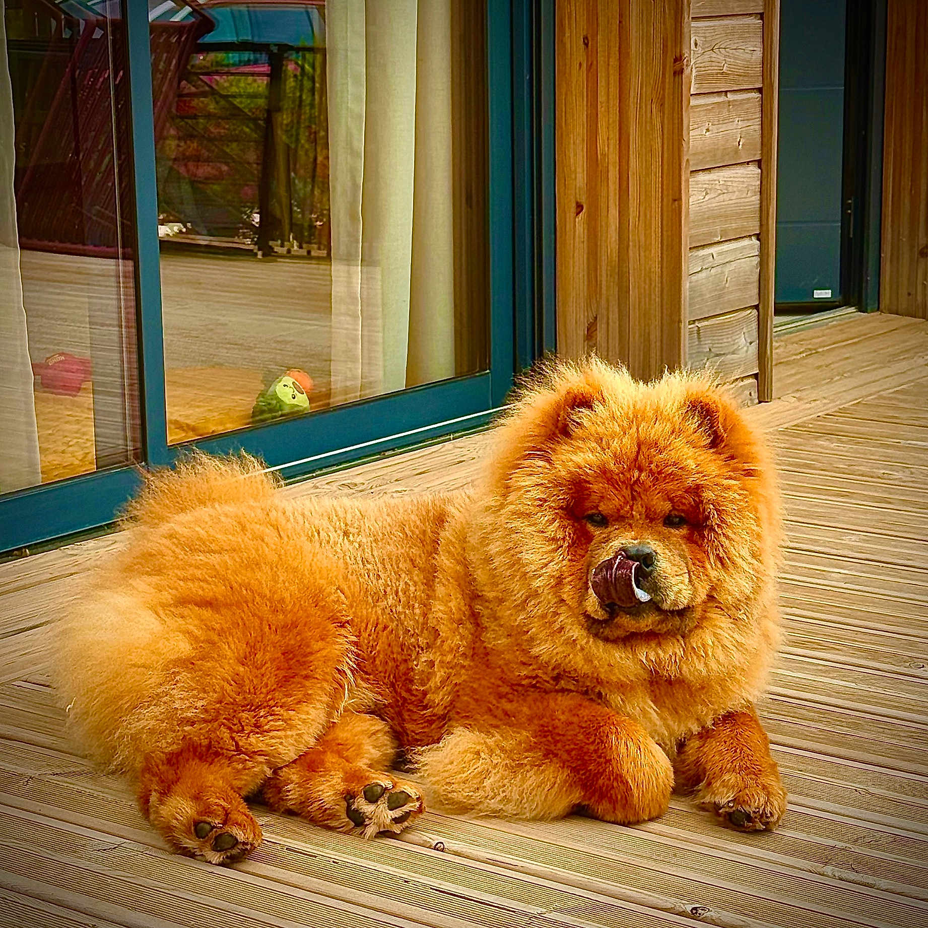 Amotxo participe au concours pour gagner de l'argent avec cette photo : animal, canine, chow_chow, companion, curtain, dog, door, fluffy, fur, glass_reflection, outdoor, paw, pet, playful, relaxing, sunlight, tongue, tongue_out, wooden_deck, wooden_house