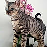 Nora participe au concours pour gagner de l'argent avec cette photo : cat, spotted_cat, animal, pet, indoor, wooden_surface, plant, orchid, flower, green_eyes, fur_pattern, whiskers, tail, paws, domestic_cat, closeup, side_view, curious, standing, home