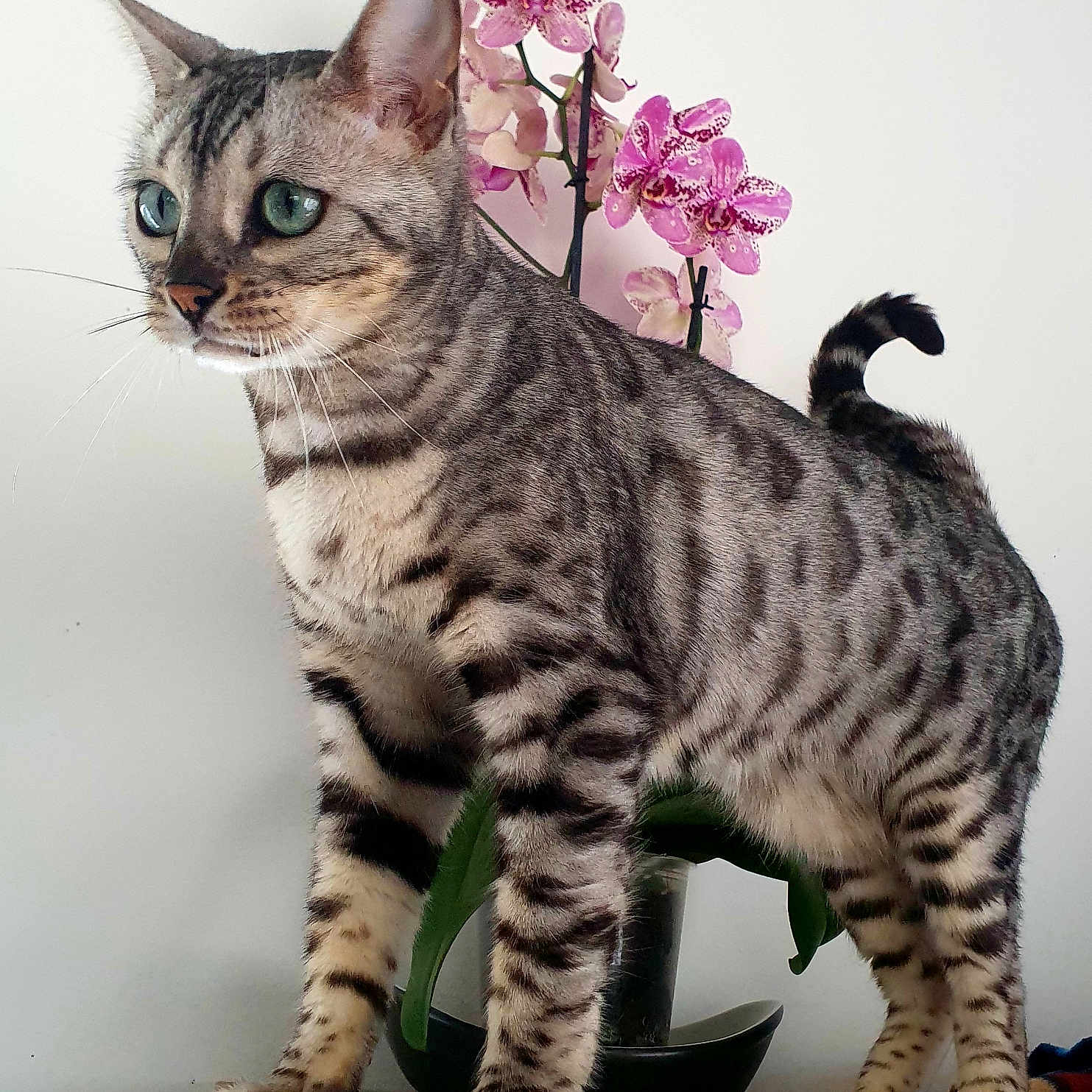 Nora participe au concours pour gagner de l'argent avec cette photo : cat, spotted_cat, animal, pet, indoor, wooden_surface, plant, orchid, flower, green_eyes, fur_pattern, whiskers, tail, paws, domestic_cat, closeup, side_view, curious, standing, home