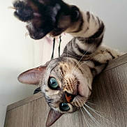 Nora participe au concours pour gagner de l'argent avec cette photo : cat, tabby, blue_eyes, paw, whiskers, close_up, indoor, curious, feline, pet, wooden_surface, playful, animal, mammal, domestic_cat, portrait, looking, claw, ears, nose
