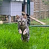 Nora participe au concours pour gagner de l'argent avec cette photo : cat, leaping, grass, yard, fence, animal, pet, outdoor, active, fur, ears, tail, greenery, playful, running, nature, cute, mammal, domestic, motion