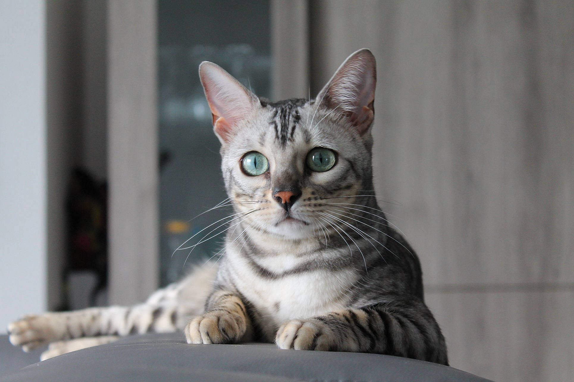 Nora participe au concours pour gagner de l'argent avec cette photo : aegean_cat, american_shorthair, american_wirehair, asian, australian_mist, carnivore, cat, domestic_short_haired_cat, dragon_li, egyptian_mau, european_shorthair, eye, felidae, kitten, mammal, small_to_medium_sized_cats, snout, tabby_cat, vertebrate, whiskers