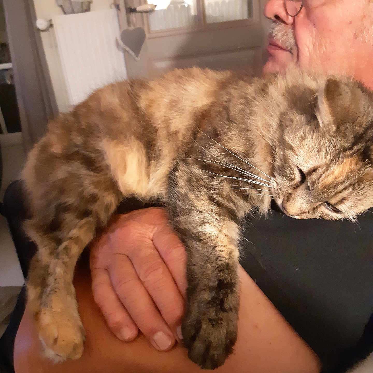 Mouska participe au concours pour gagner de l'argent avec cette photo : arm, casual, cat, closeup, comfort, cozy, door, feline, furniture, glasses, hand, home, indoor, man, person, pet, radiator, resting, sleeping, tabby_cat