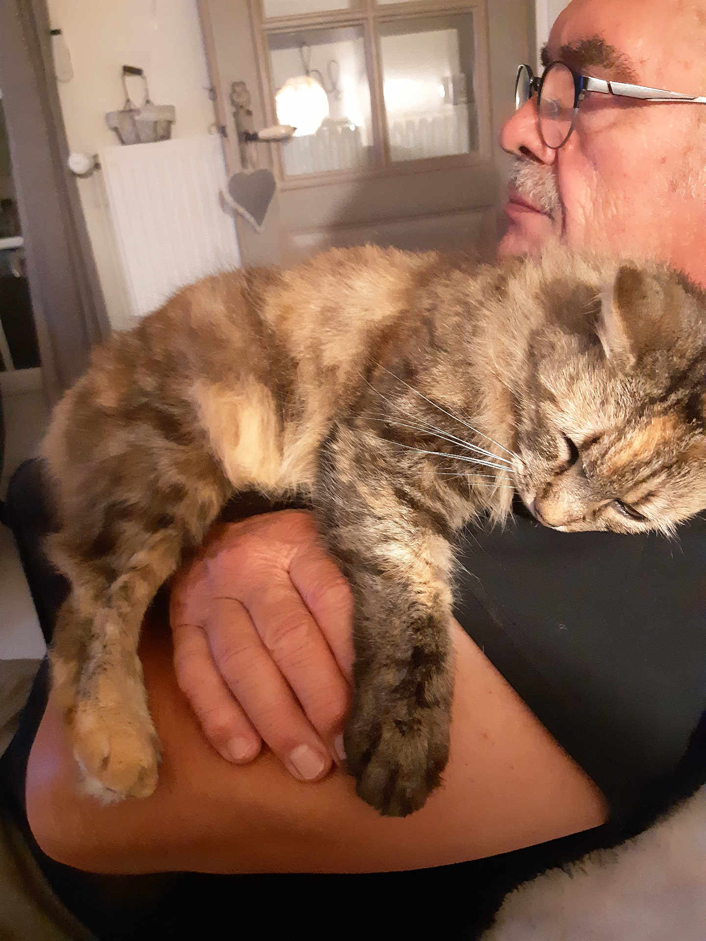 Mouska participe au concours pour gagner de l'argent avec cette photo : man, glasses, cat, tabby_cat, sleeping, arm, indoor, home, cozy, person, pet, feline, closeup, resting, comfort, furniture, door, radiator, hand, casual