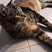 Mimi a rejoint le concours — aidez-le/la à gagner de superbes lots ! cat, tabby, feline, pet, animal, whiskers, fur, laying, floor, tile, domestic, closeup, side_view, relaxed, indoor, mammal, cute, eyes, paws, shadow