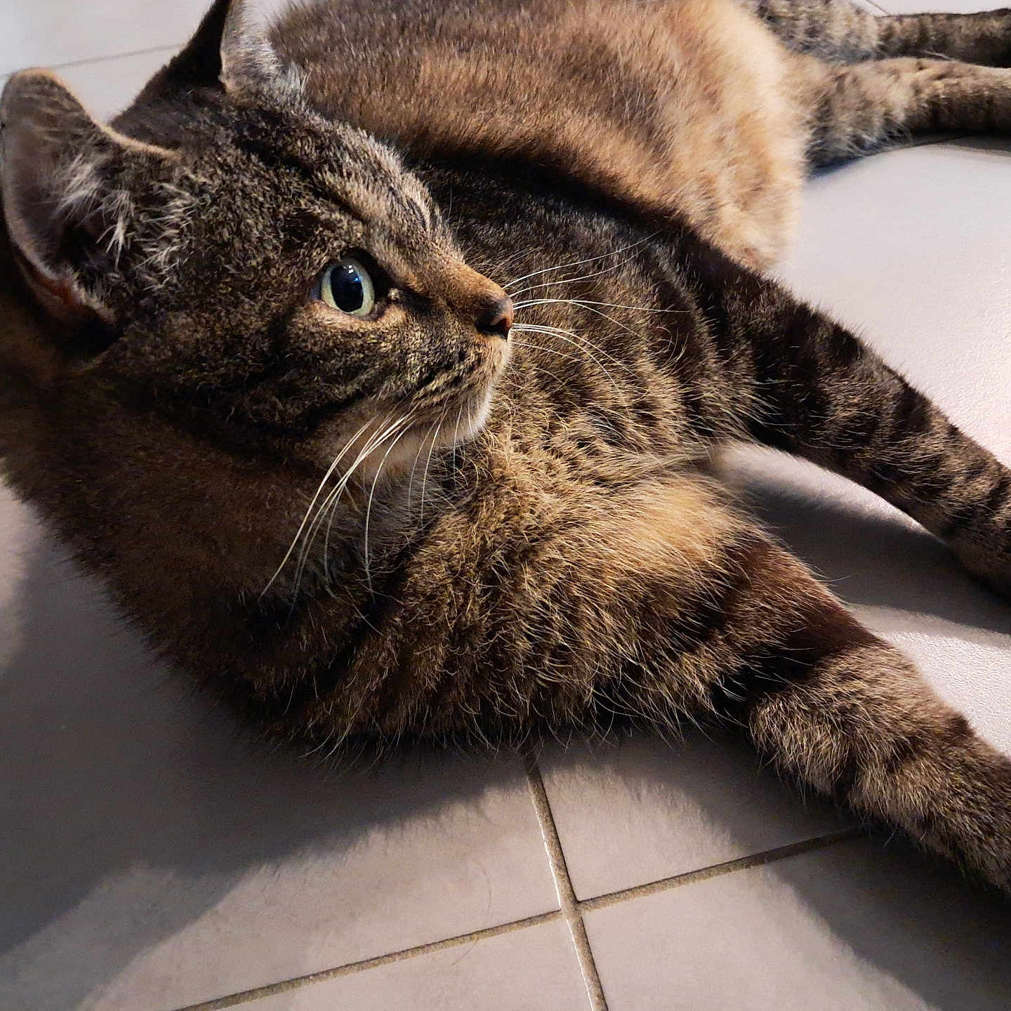 Mimi a rejoint le concours — aidez-le/la à gagner de superbes lots ! animal, cat, closeup, cute, domestic, eyes, feline, floor, fur, indoor, laying, mammal, paws, pet, relaxed, shadow, side_view, tabby, tile, whiskers