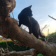 Aïko a rejoint le concours — aidez-le/la à gagner de superbes lots ! animal, black_cat, branch, branch_tip, calm, daylight, feline, fur, greenery, mammal, nature, outdoor, park, pet, silhouette, sky, sunset, tree, whiskers, wildlife