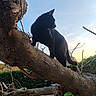 animal, black_cat, branch, branch_tip, calm, daylight, feline, fur, greenery, mammal, nature, outdoor, park, pet, silhouette, sky, sunset, tree, whiskers, wildlife