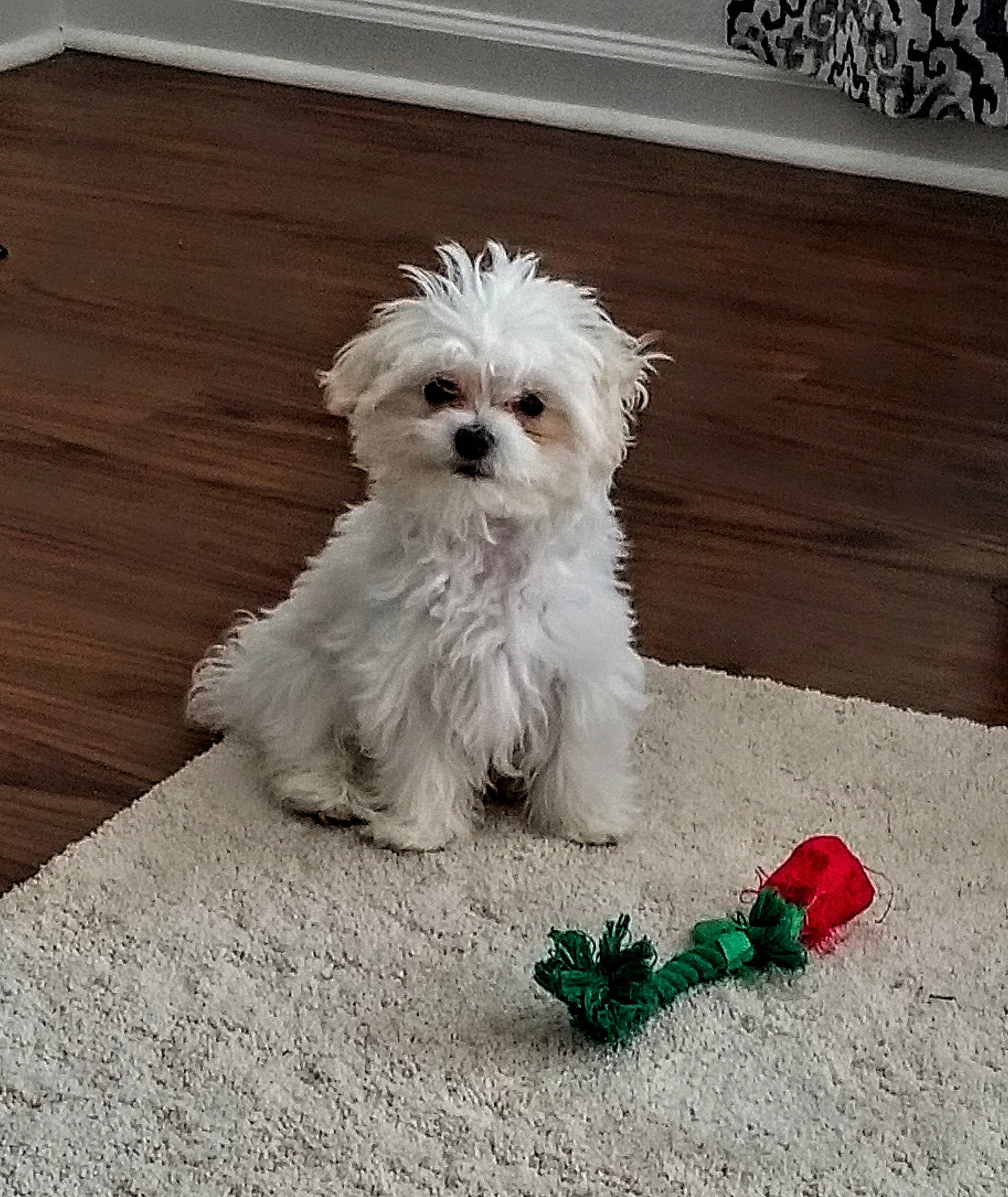 Gracie Lou is registered to the contest to win money with this photo: bolognese, bolonka, canidae, carnivore, chinese_imperial_dog, companion_dog, dog, dog_breed, mal_shi, maltepoo, maltese, mammal, morkie, poodle_crossbreed, puppy, schnoodle, shih_tzu, sporting_lucas_terrier, vertebrate, west_highland_white_terrier