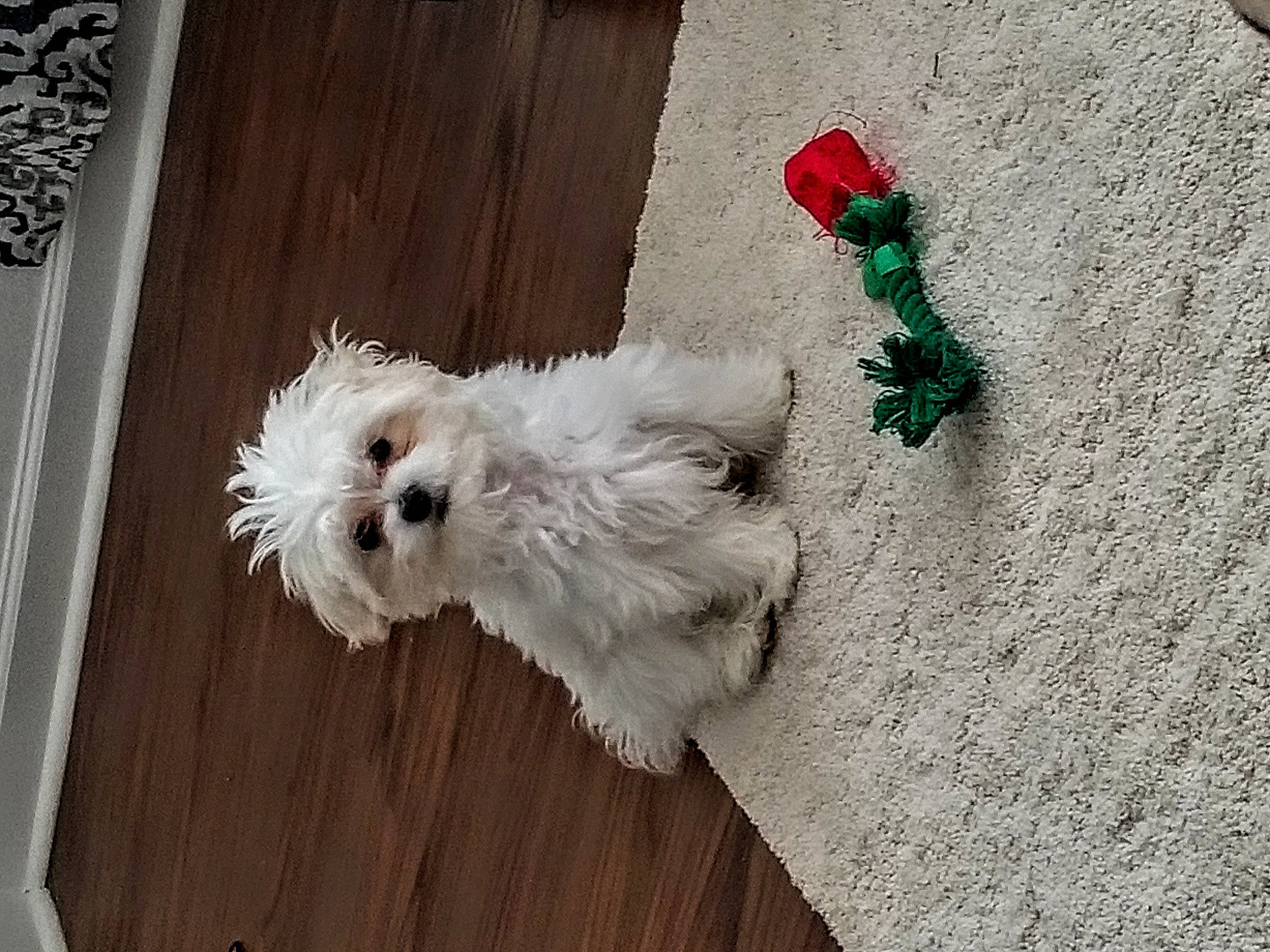 Gracie Lou is registered to the contest to win money with this photo: bichon, bolonka, canidae, carnivore, cockapoo, companion_dog, coton_de_tulear, dog, dog_breed, havanese, maltepoo, maltese, non_sporting_group, puppy, rare_breed_dog, small_terrier, sporting_lucas_terrier, terrier, toy_dog, west_highland_white_terrier