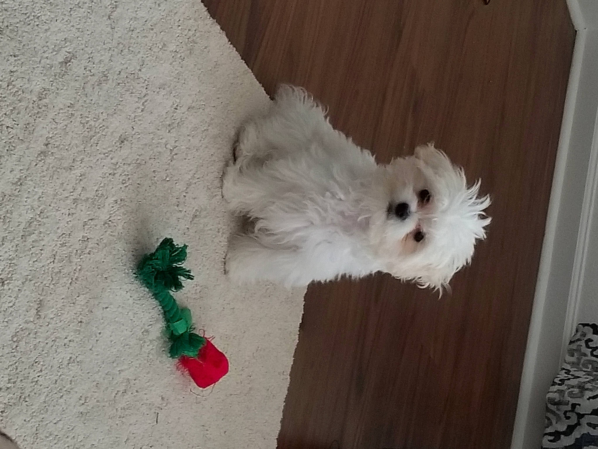 Gracie Lou joined the competition — help win amazing prizes! bichon, bolognese, canidae, carnivore, chinese_imperial_dog, companion_dog, coton_de_tulear, dog, dog_breed, havanese, maltepoo, maltese, mammal, non_sporting_group, puppy, rare_breed_dog, shih_tzu, terrier, toy_dog, west_highland_white_terrier